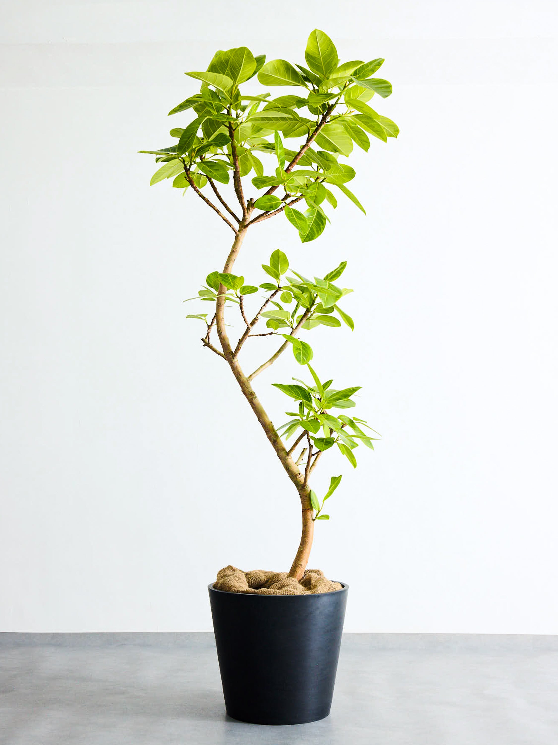 フィカス・アルテシマ まがり XL #2 【首都圏限定】 | 観葉植物の通販