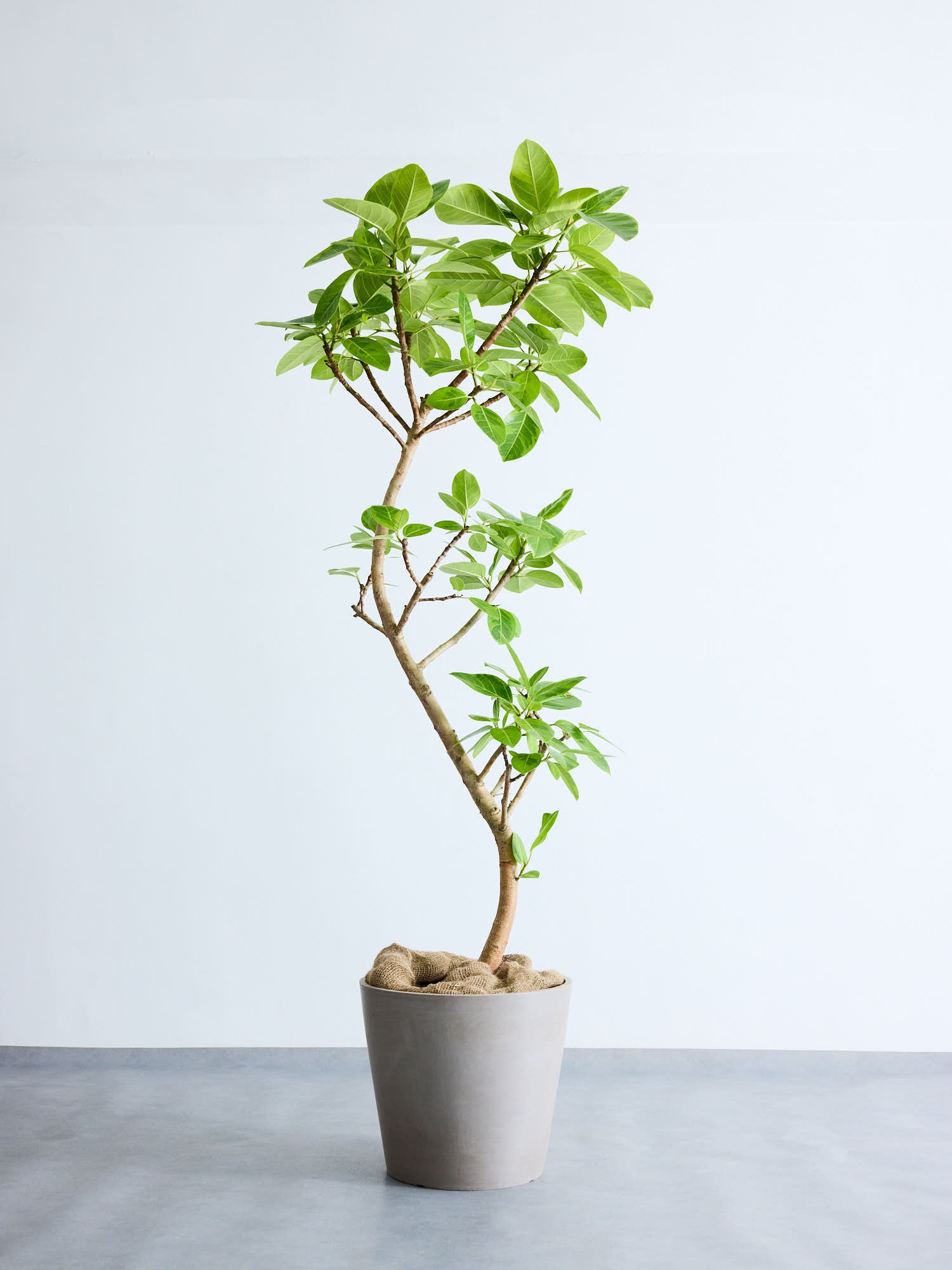 フィカス・アルテシマ まがり XL #2 【首都圏限定】 | 観葉植物の通販