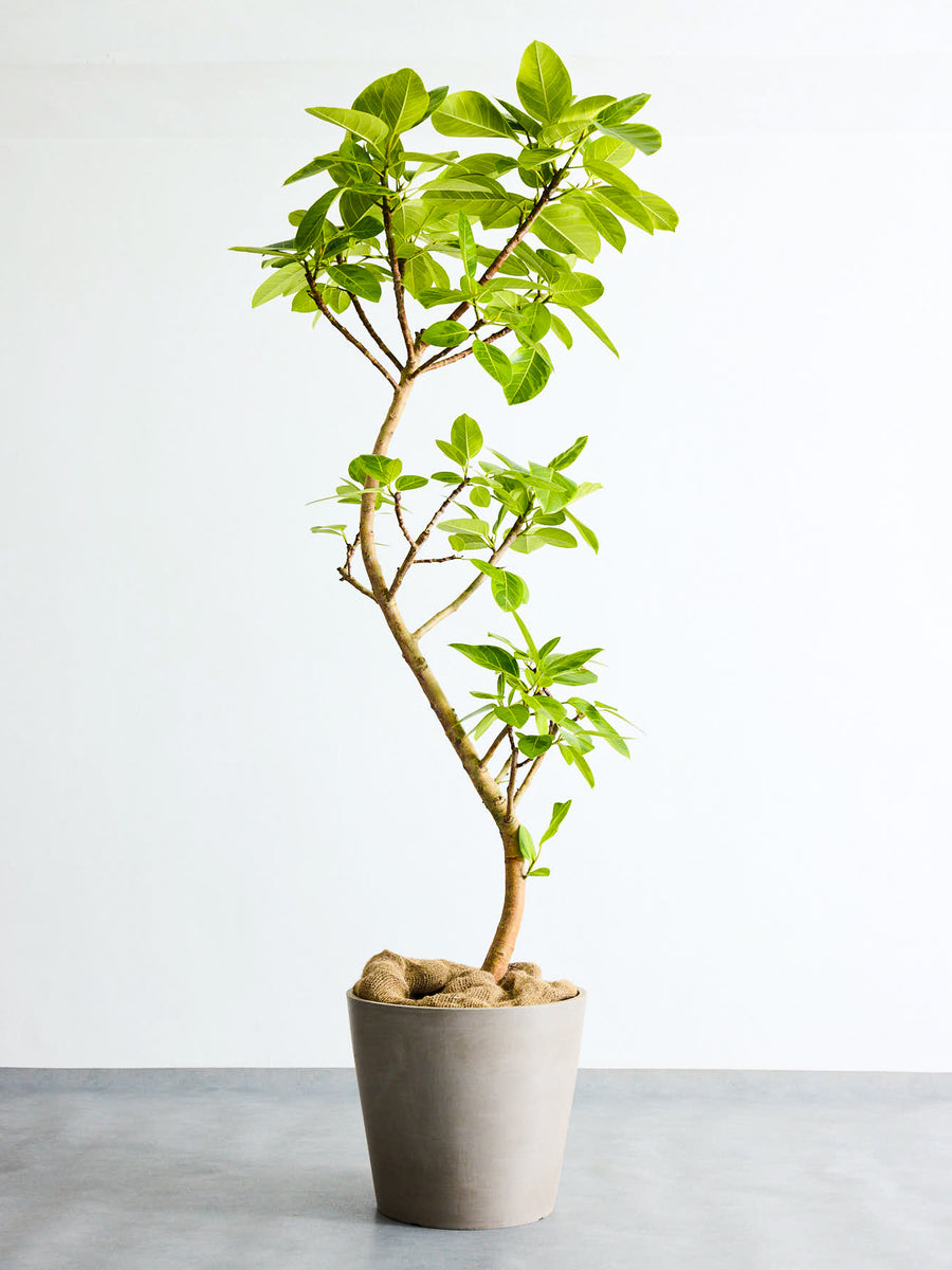 フィカス・アルテシマ 13号 | 観葉植物の通販 AND PLANTS (アンドプランツ)