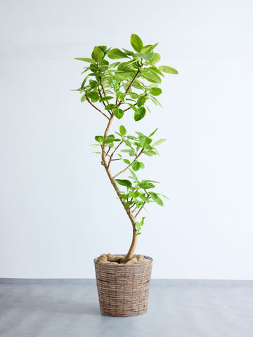 フィカス・アルテシマ まがり XL #2  【首都圏限定】(バナナリーフバスケット ブラウン)