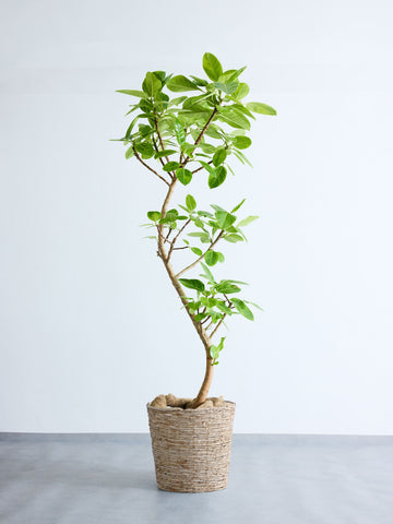 フィカス・アルテシマ まがり XL #2  【首都圏限定】(バナナリーフバスケット ナチュラル)