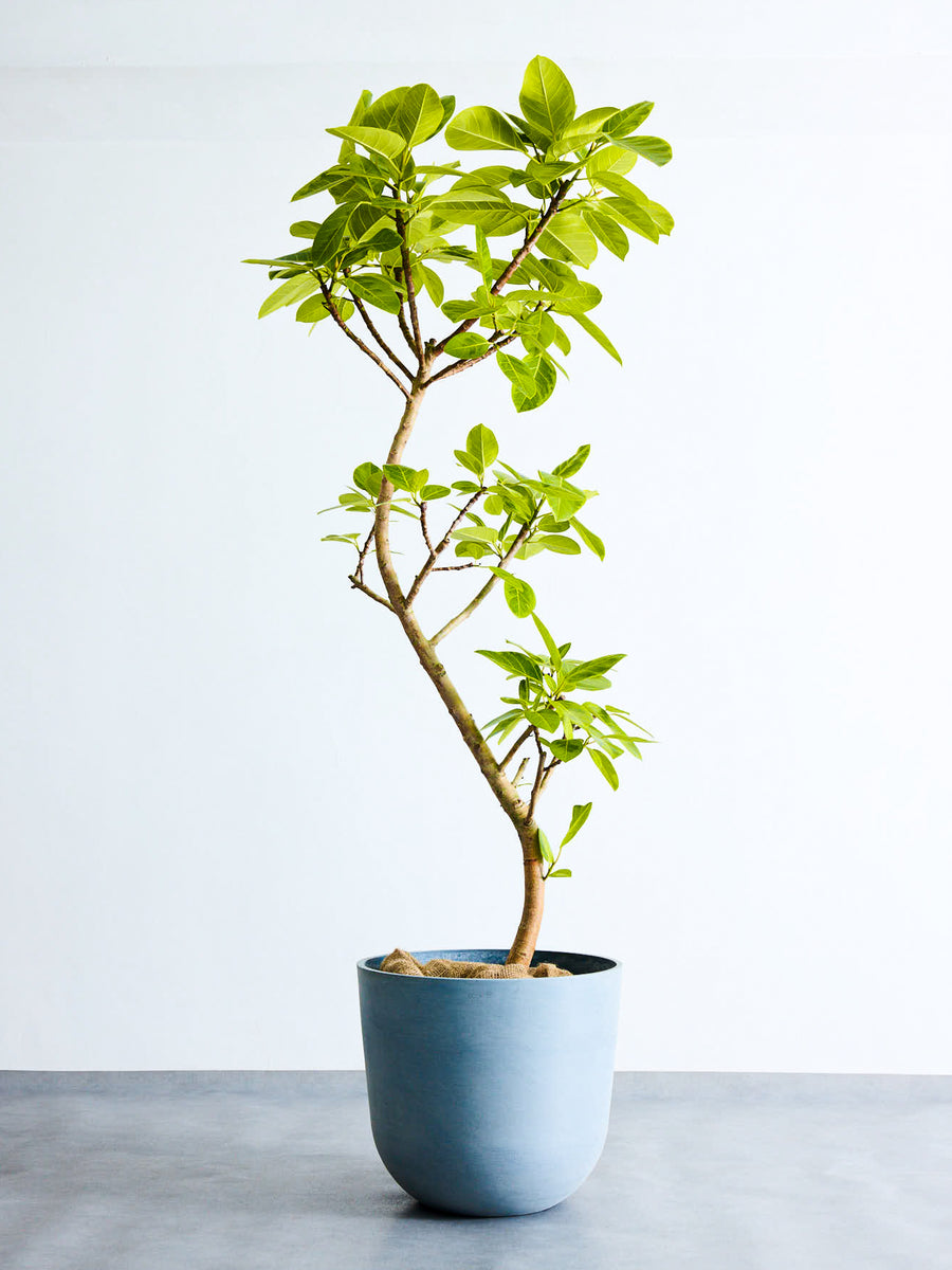 フィカス・アルテシマ | 観葉植物の通販 AND PLANTS (アンドプランツ)