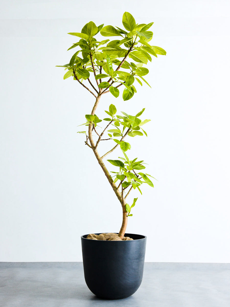 フィカス・アルテシマ まがり | 観葉植物の通販 AND PLANTS (アンド