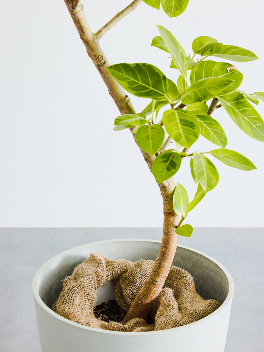 フィカス・アルテシマ まがり | 観葉植物の通販 AND PLANTS (アンド