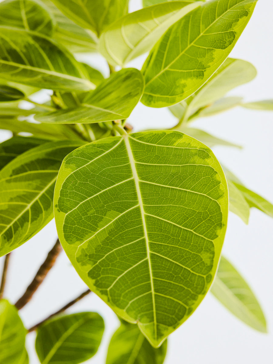 フィカス・アルテシマ まがり | 観葉植物の通販 AND PLANTS (アンド