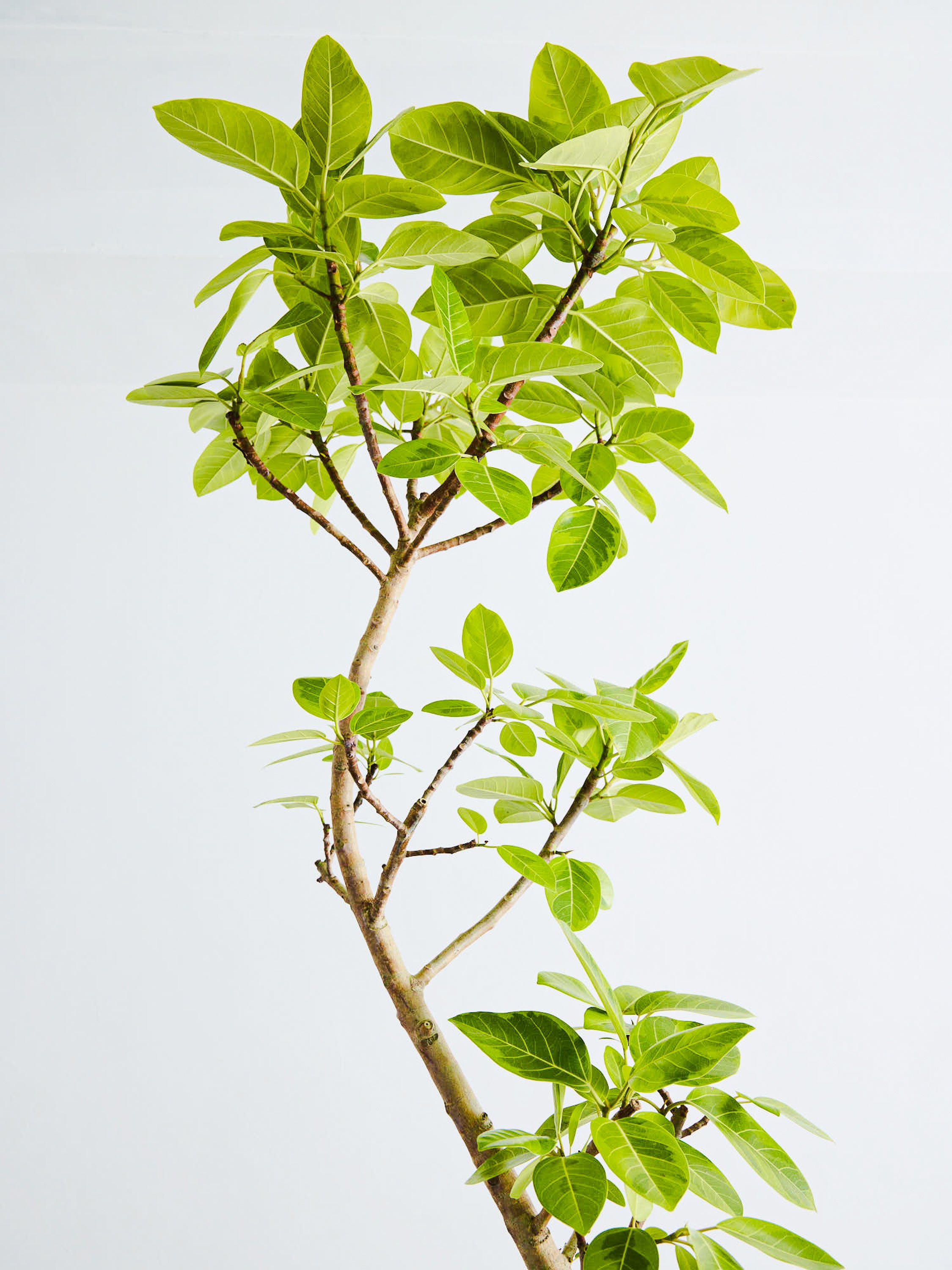 フィカス・アルテシマ まがり XL #2 【首都圏限定】 | 観葉植物の通販