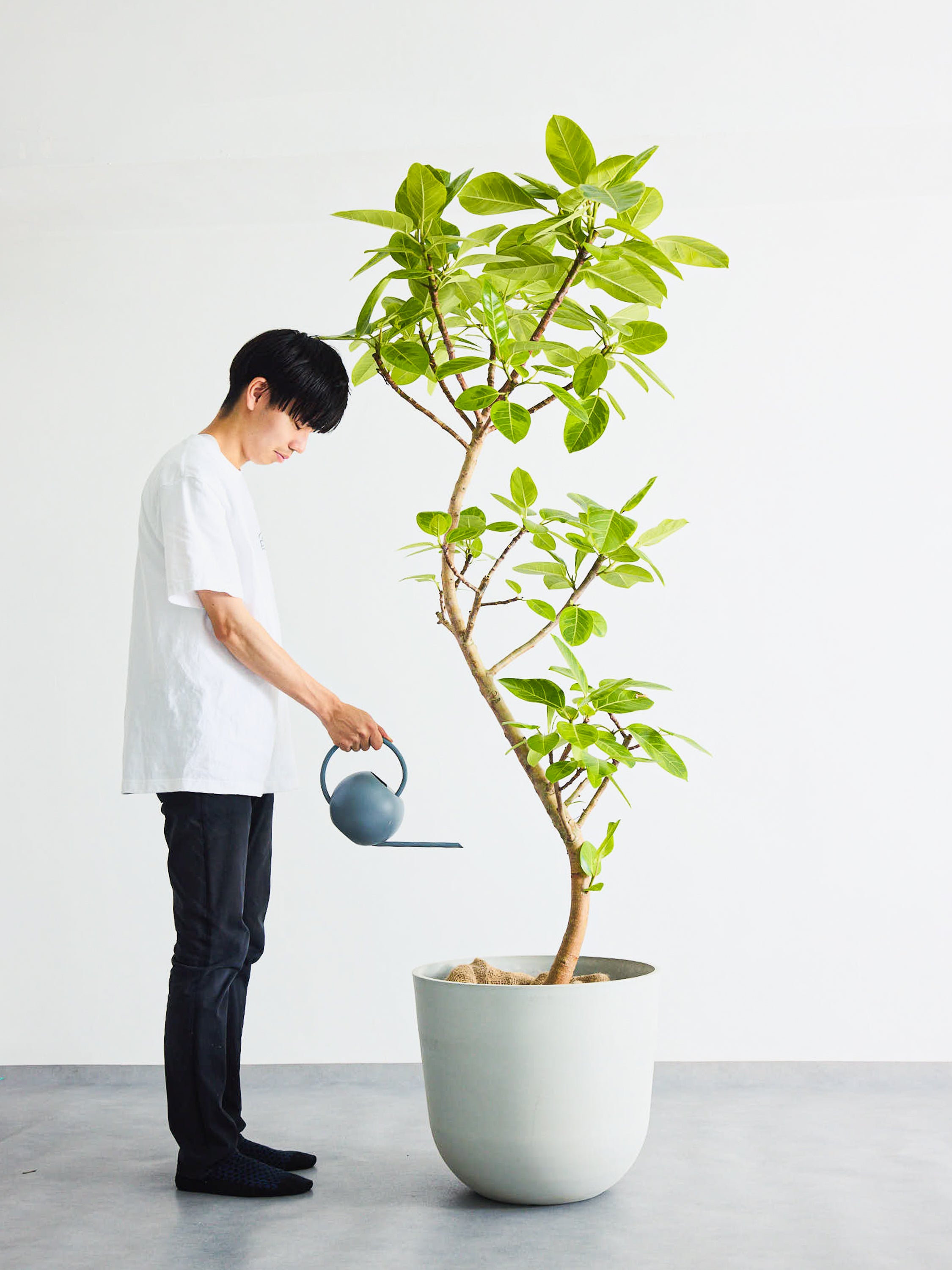 フィカス・アルテシマ まがり XL #2 【首都圏限定】 | 観葉植物の通販