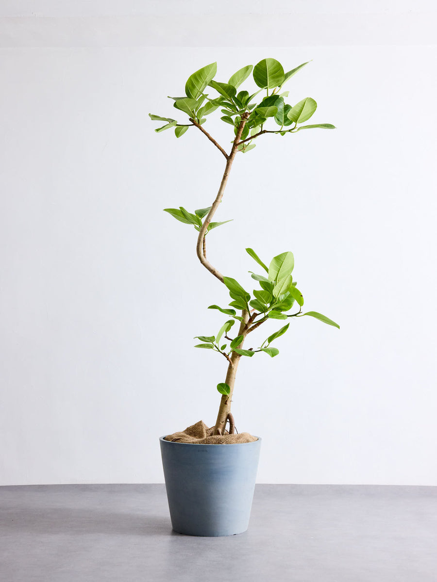 フィカス・アルテシマ まがり | 観葉植物の通販 AND PLANTS (アンド