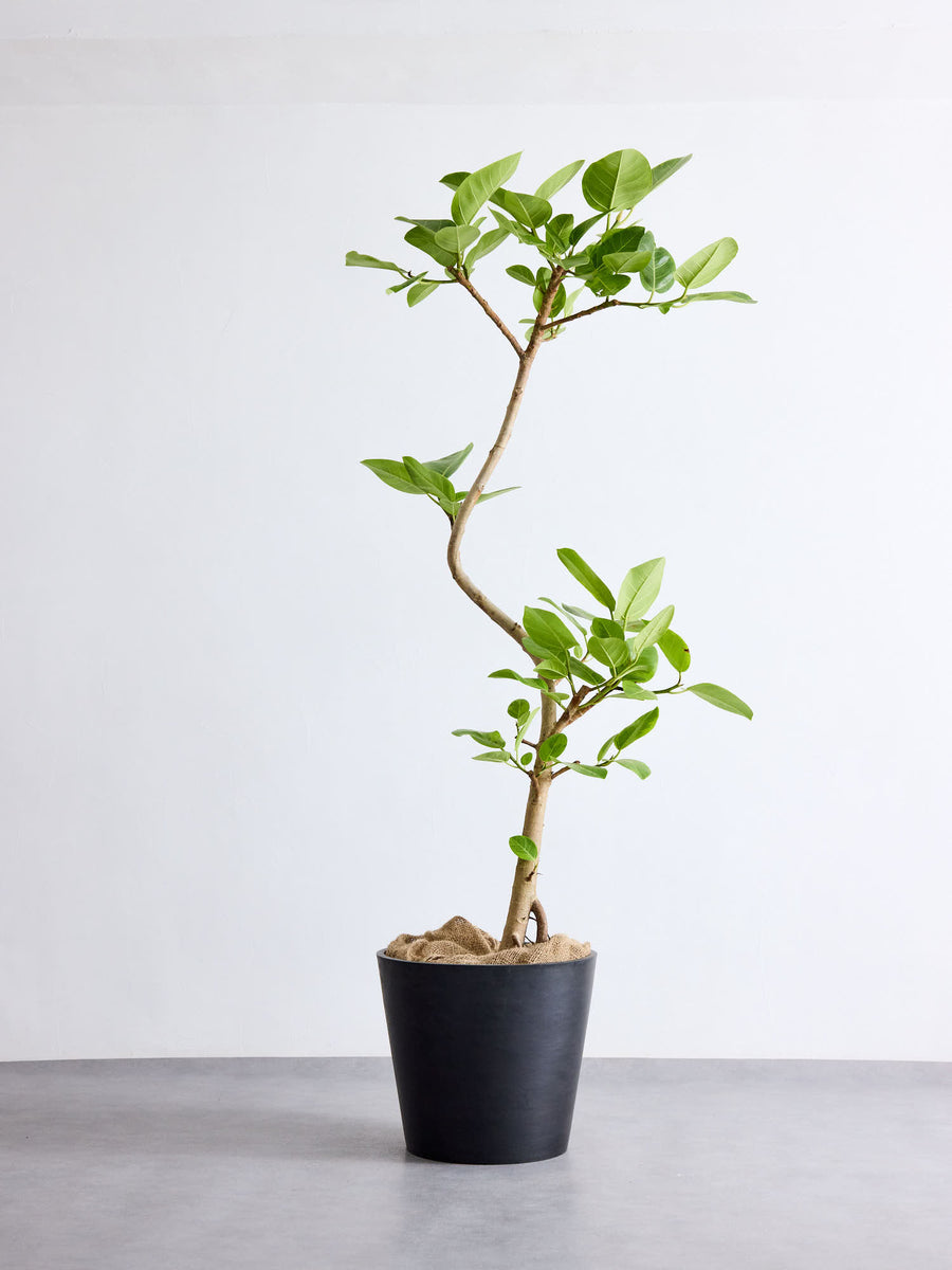フィカス・アルテシマ まがり | 観葉植物の通販 AND PLANTS (アンド