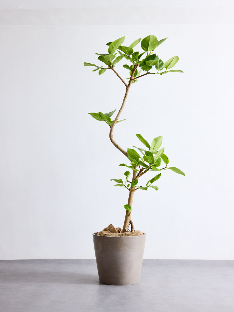 フィカス・アルテシマ まがり | 観葉植物の通販 AND PLANTS (アンド