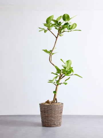 フィカス・アルテシマ まがり XL 【首都圏限定】(バナナリーフバスケット ブラウン)