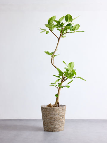 フィカス・アルテシマ まがり XL 【首都圏限定】(バナナリーフバスケット ナチュラル)