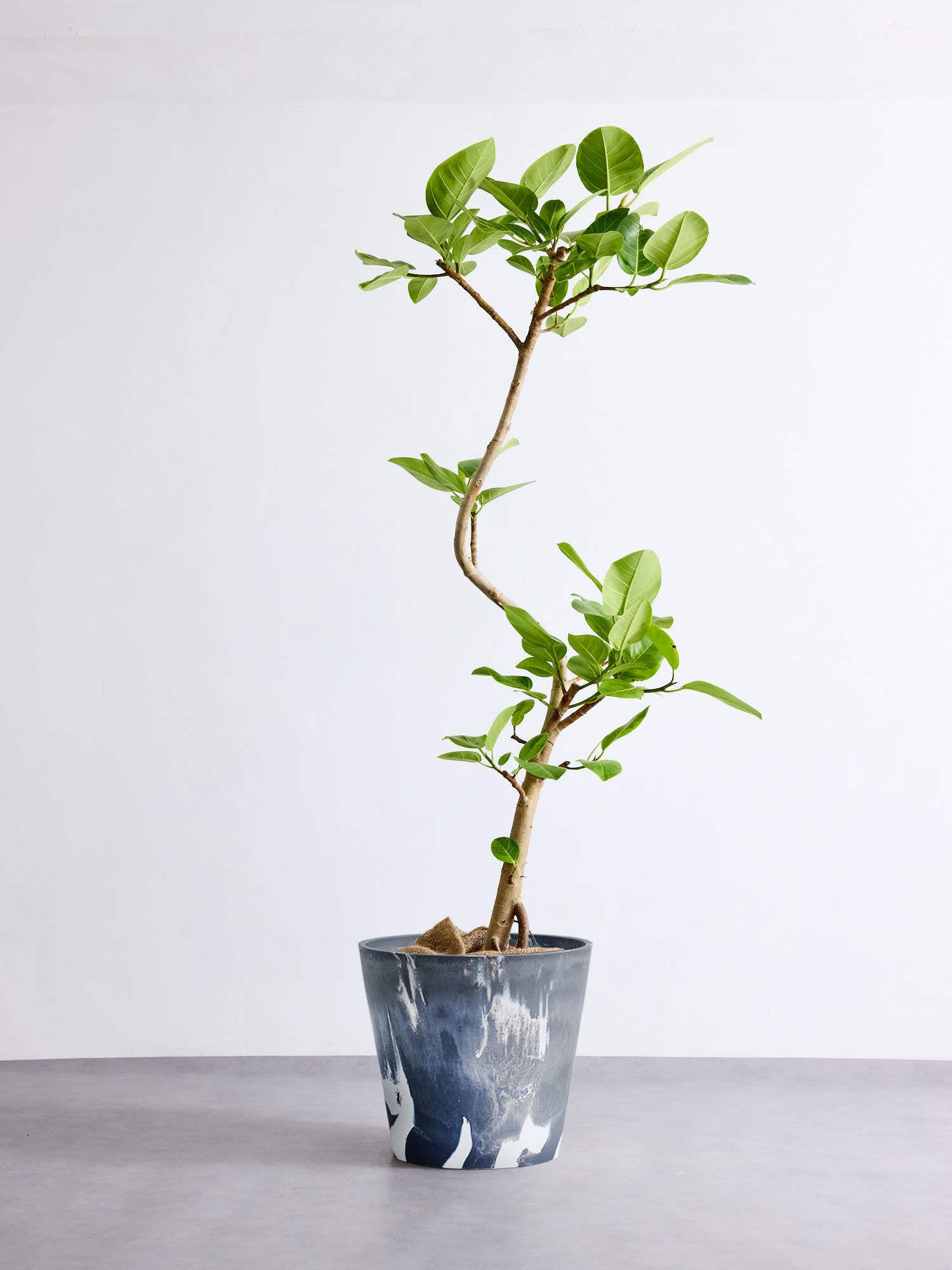 フィカス・アルテシマ まがり XL 【首都圏限定】(樹脂ポット ブラックマーブル)