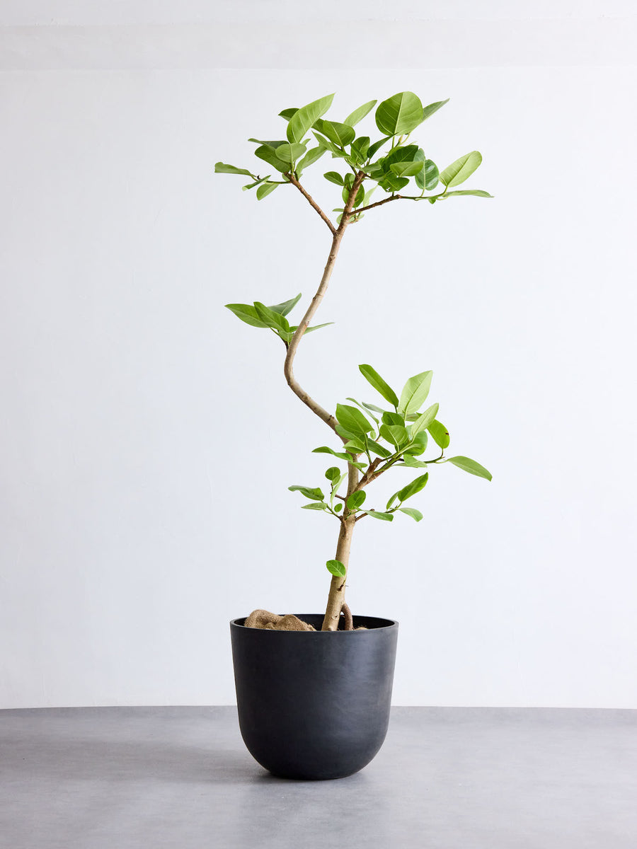フィカス・アルテシマ まがり | 観葉植物の通販 AND PLANTS (アンド
