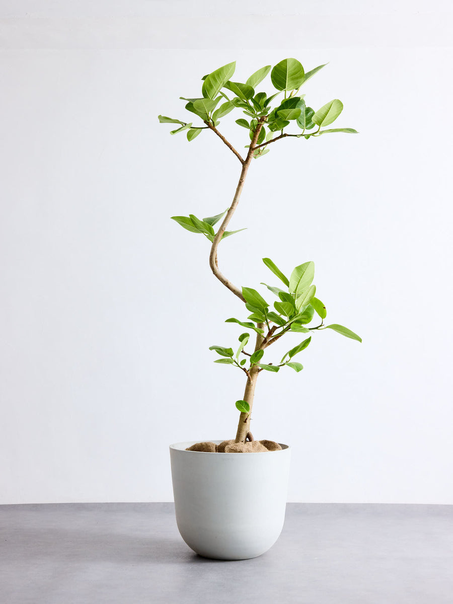 フィカス・アルテシマ まがり | 観葉植物の通販 AND PLANTS (アンド