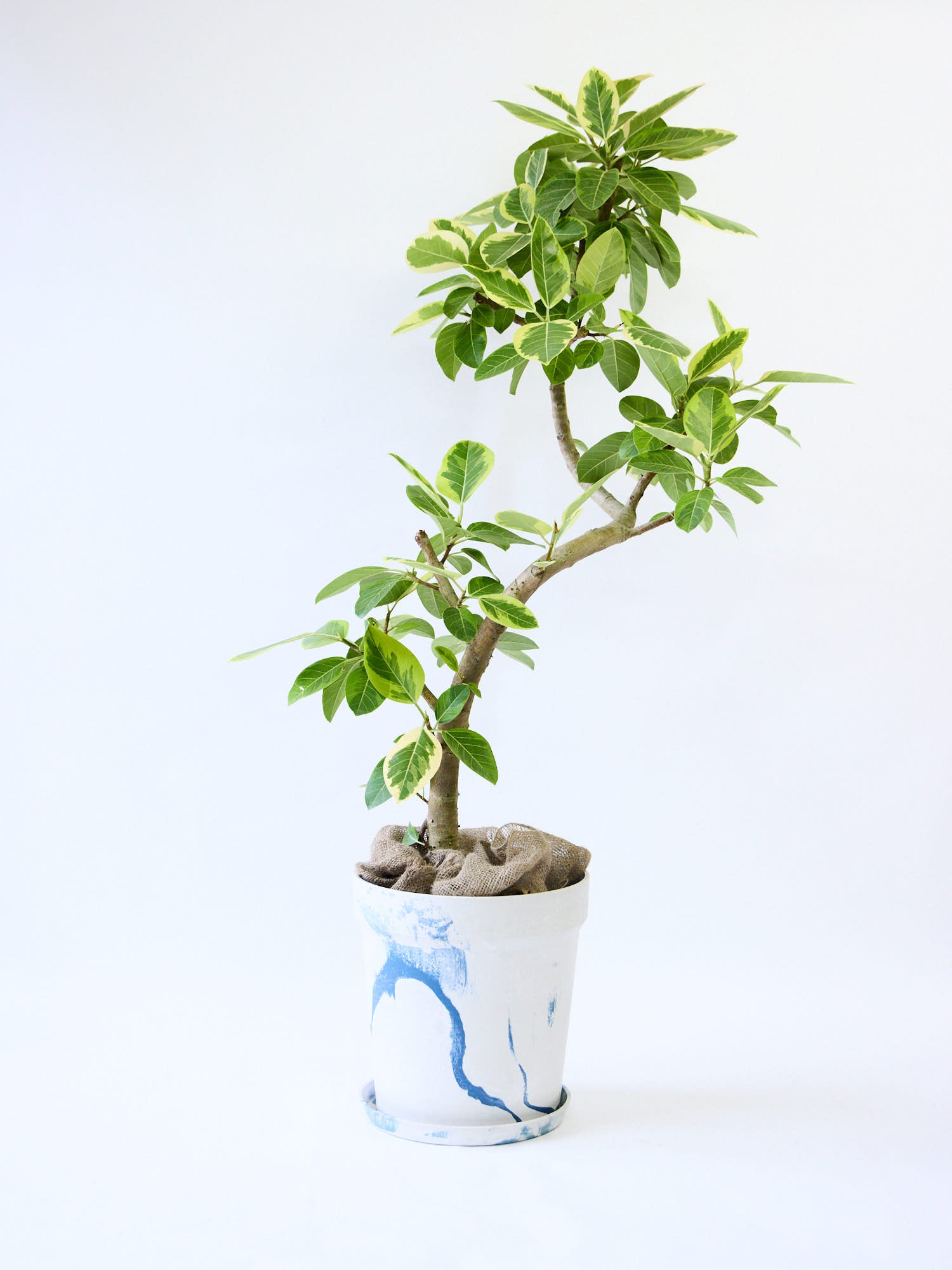 フィカス・アルテシマ まがり XL 【首都圏限定】(アーバンプランツポット マーブルミルク)