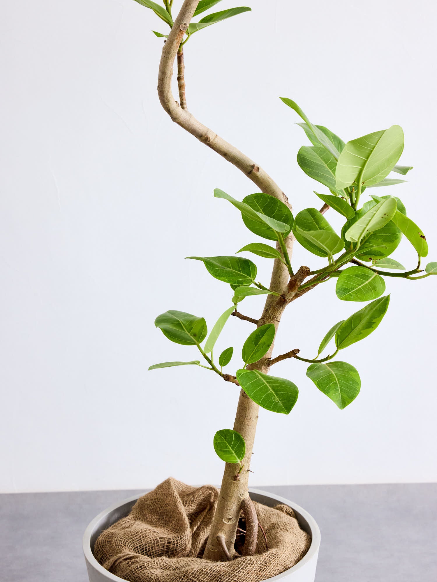 フィカス・アルテシマ まがり XL 【首都圏限定】 | 観葉植物の通販 AND