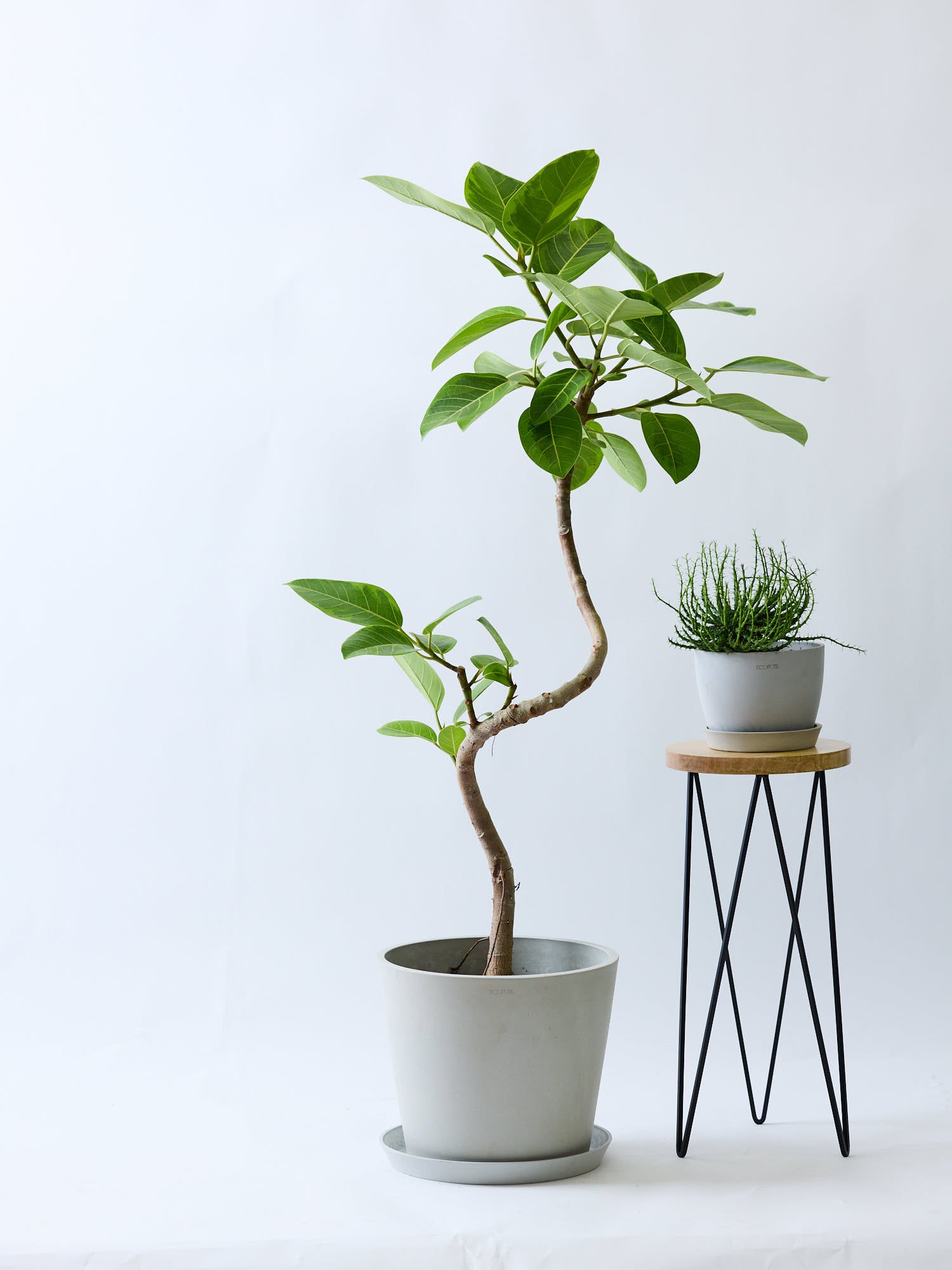 フィカス・アルテシマ まがり L〈沖縄産〉 | 観葉植物の通販 AND