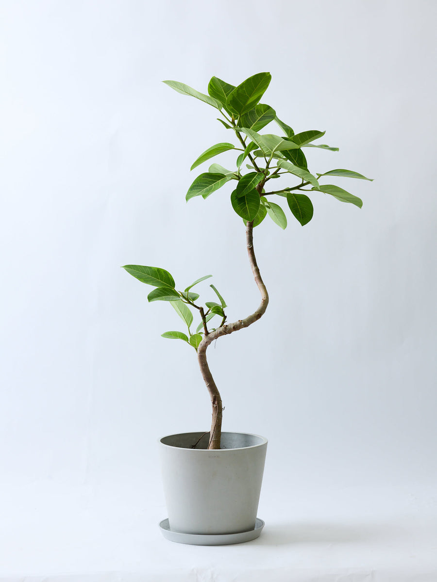 フィカス・アルテシマ 10号 | 観葉植物の通販 AND PLANTS (アンドプランツ)