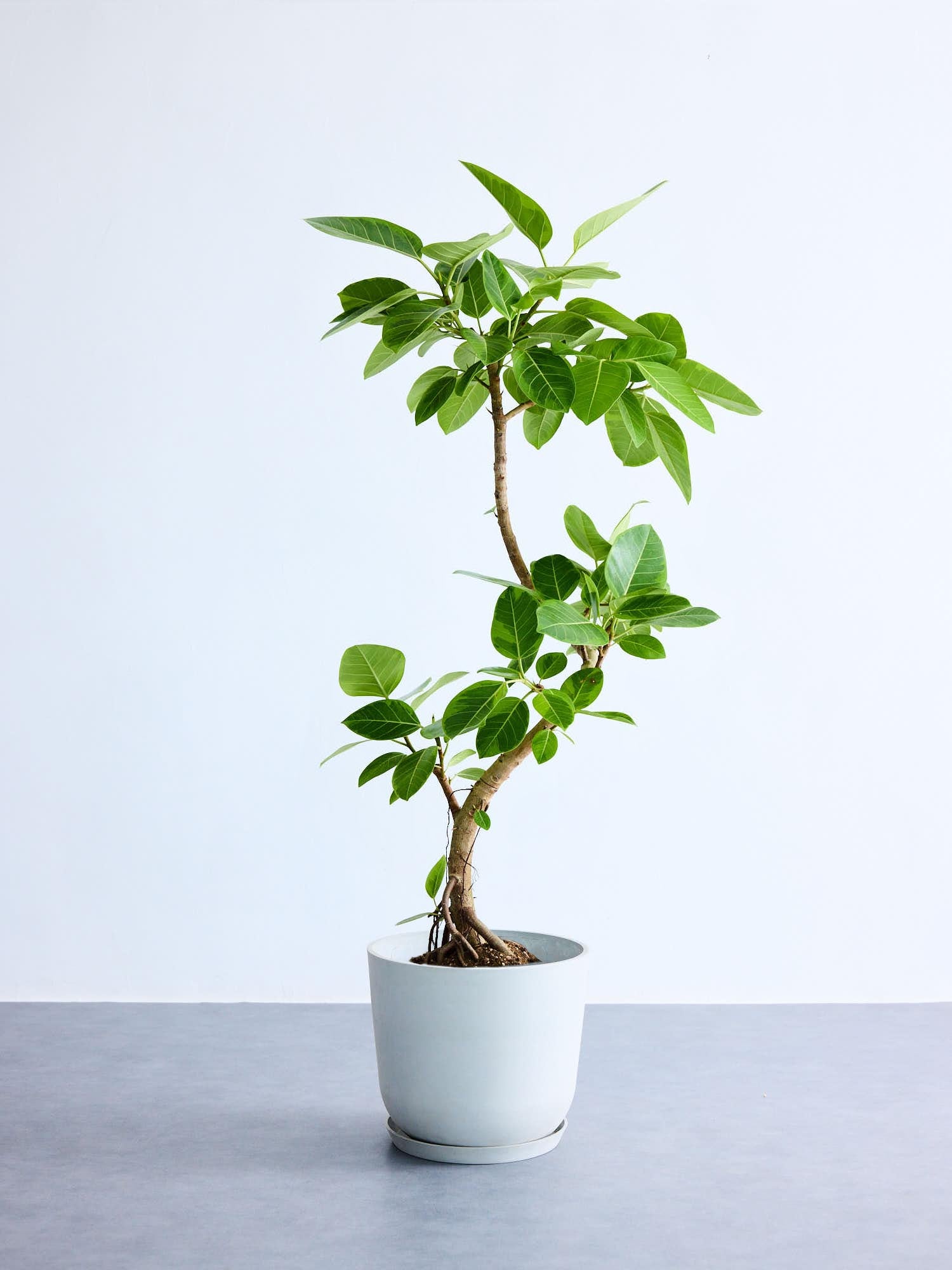 フィカス・アルテシマ まがり L〈沖縄産〉【首都圏限定】 | 観葉植物の