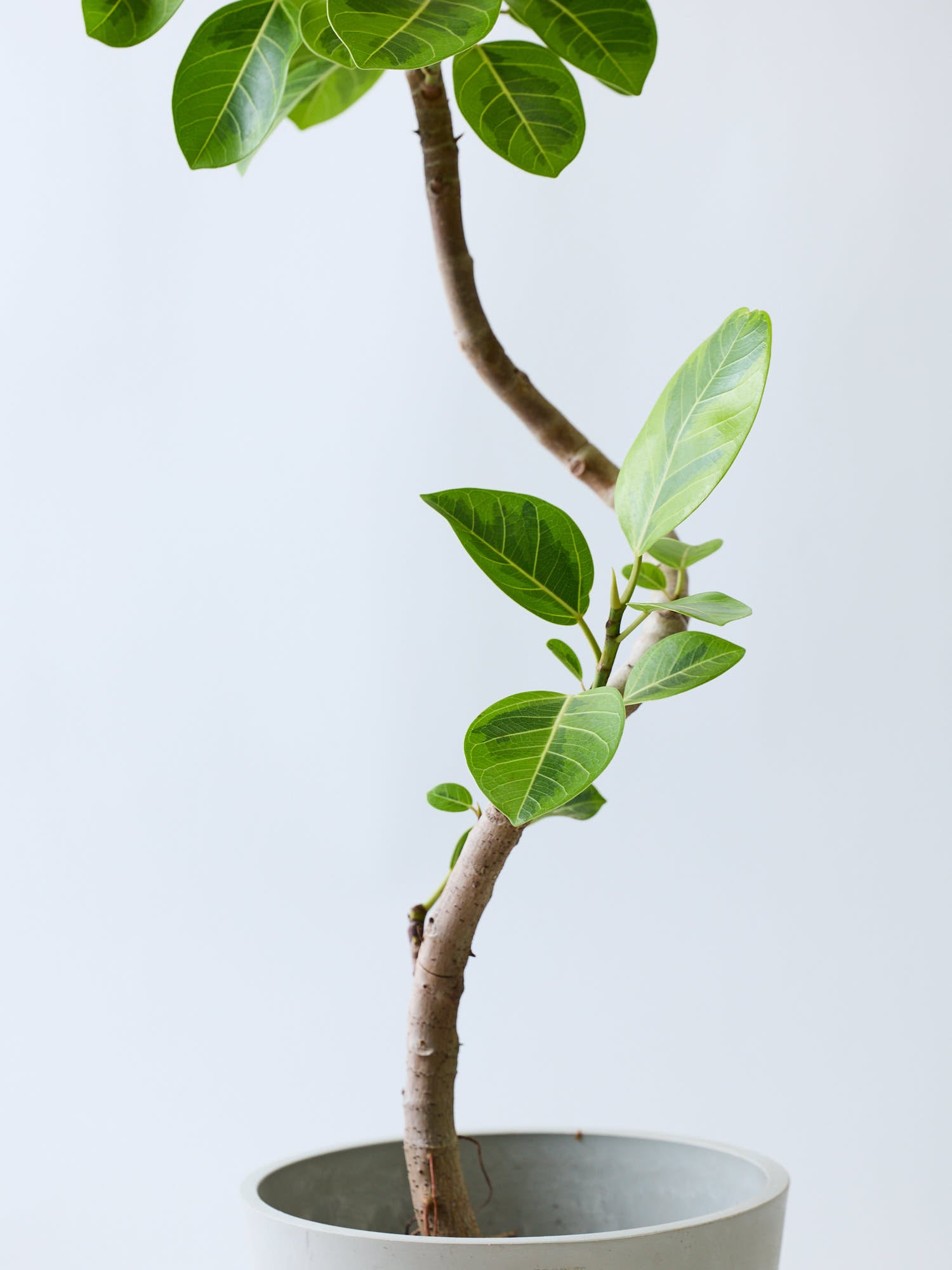 アウトレット超安い フィカスアルテシマ90cm曲がり - 観葉植物
