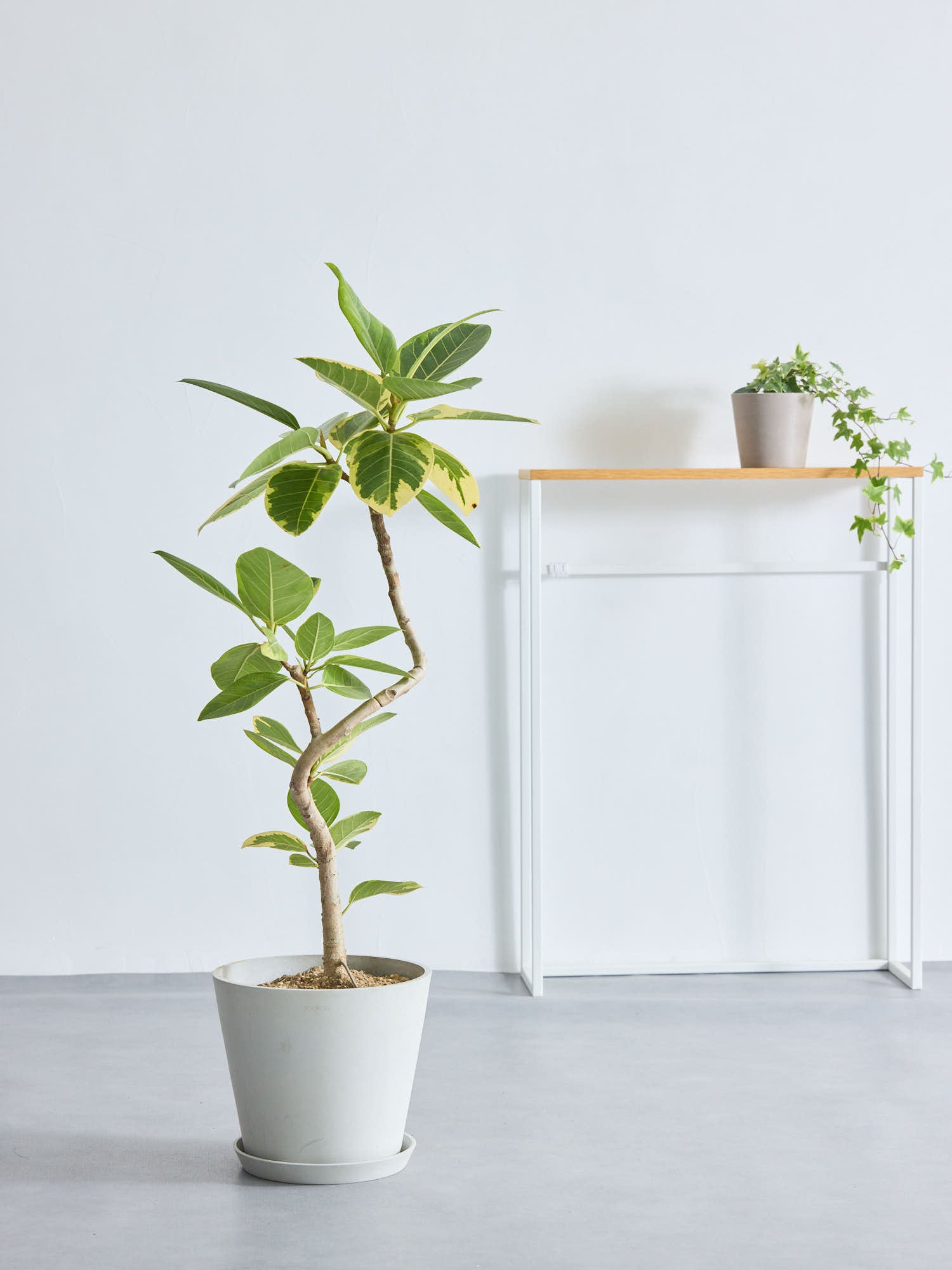 フィカス・アルテシマ まがり M 〈沖縄産〉 | 観葉植物の通販 AND