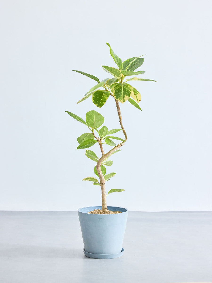 フィカス・アルテシマ | 観葉植物の通販 AND PLANTS (アンドプランツ)