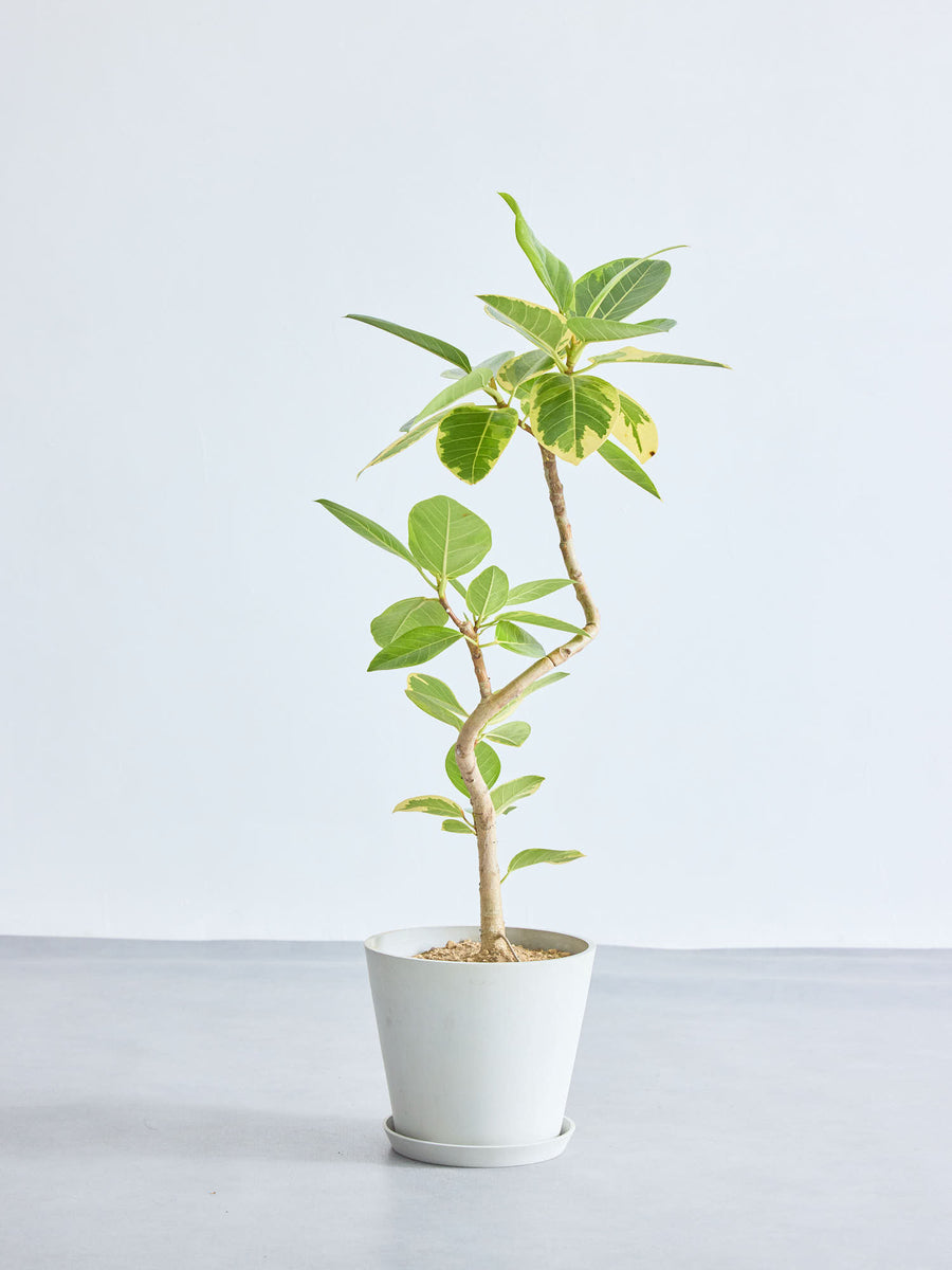 フィカス・アルテシマ 8号 | 観葉植物の通販 AND PLANTS (アンドプランツ)