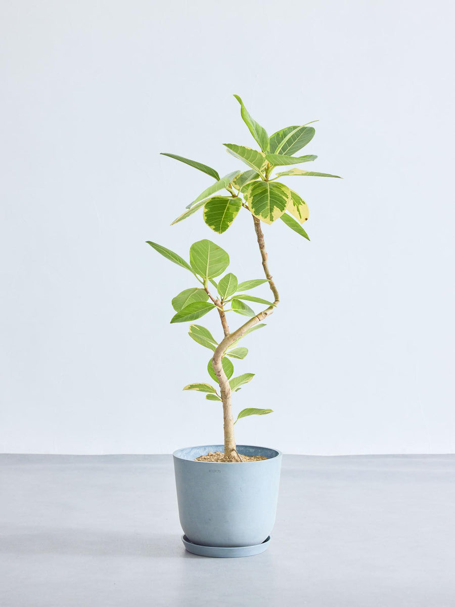 フィカス・アルテシマ まがり | 観葉植物の通販 AND PLANTS (アンド