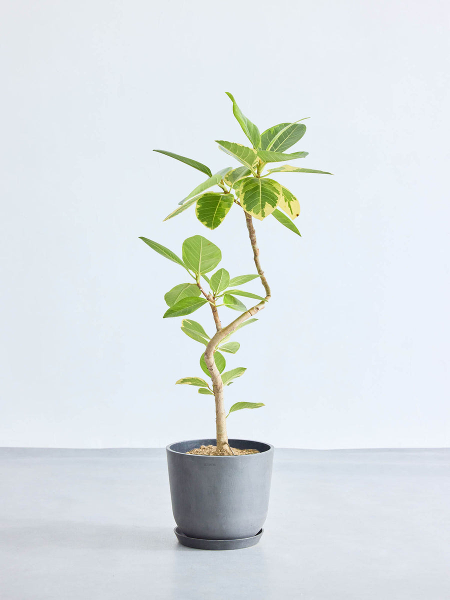 フィカス・アルテシマ まがり | 観葉植物の通販 AND PLANTS (アンド