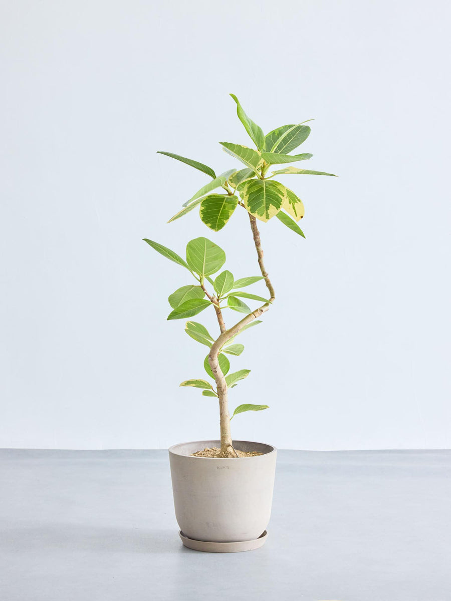 フィカス・アルテシマ 8号 | 観葉植物の通販 AND PLANTS (アンドプランツ)