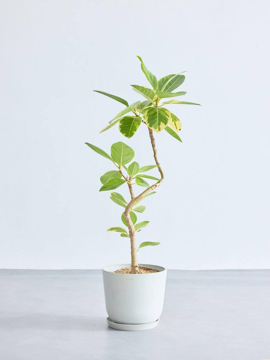 フィカス・アルテシマ まがり | 観葉植物の通販 AND PLANTS (アンド