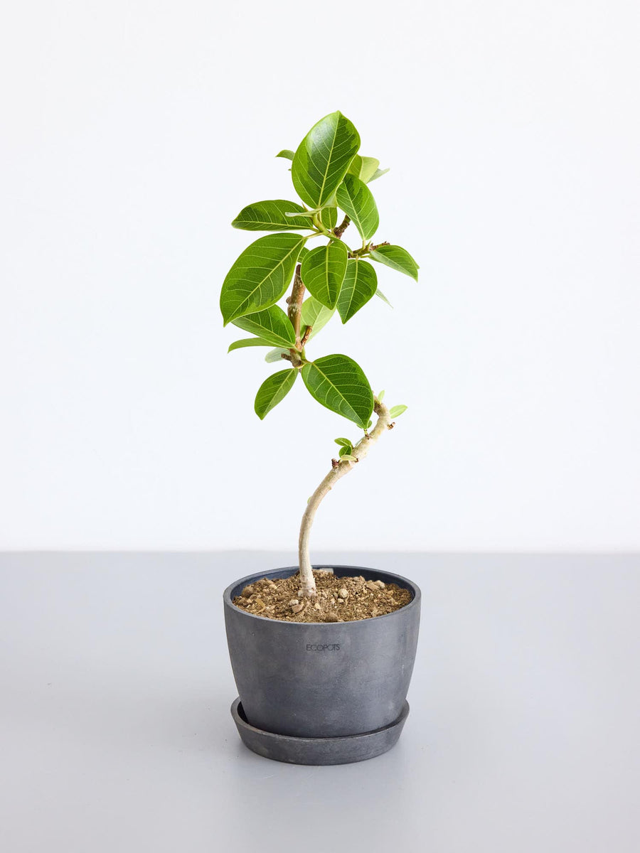フィカス　アルティシマ　約115cm 苗のみ フィカス・アルテシマ 5号 | 観葉植物の通販 AND PLANTS (アンドプランツ)