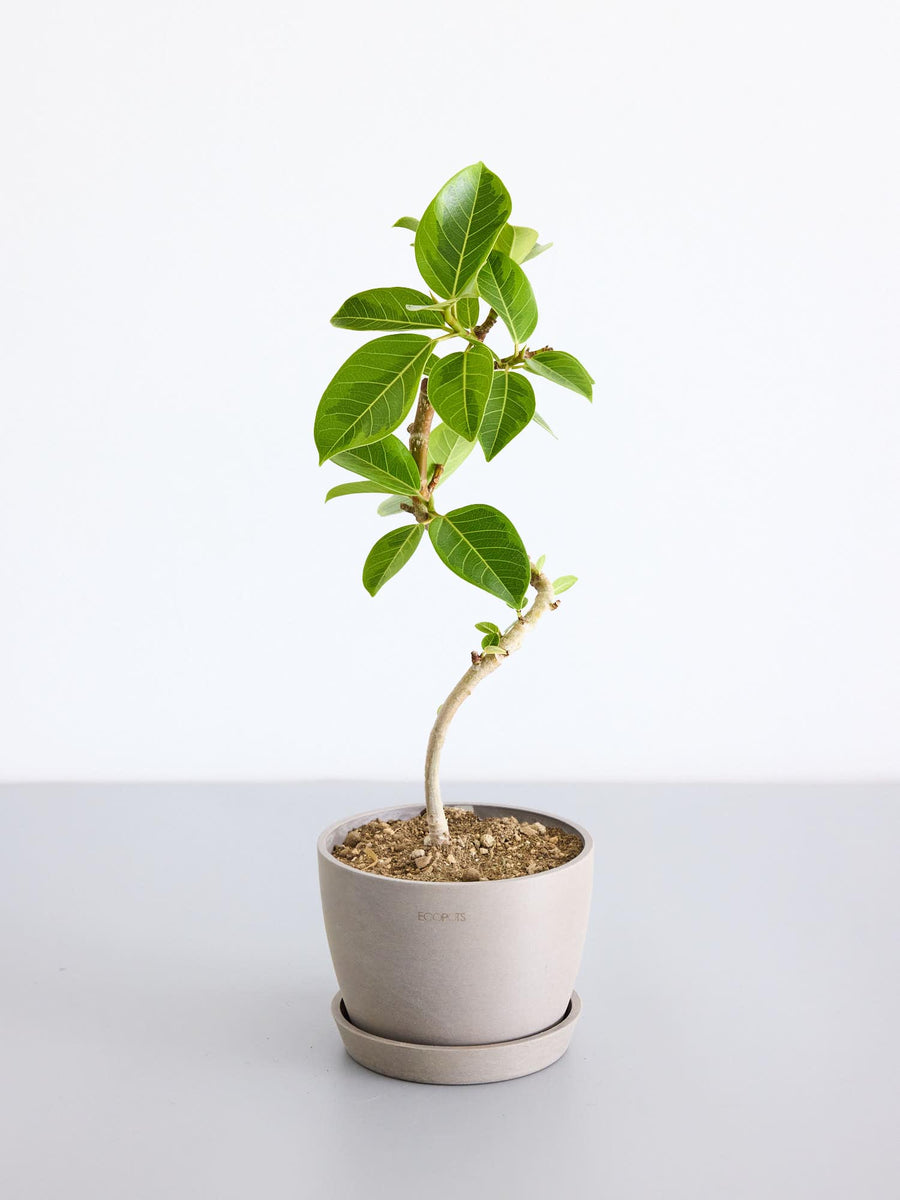 フィカス・アルテシマ ノーマル | 観葉植物の通販 AND PLANTS (アンド