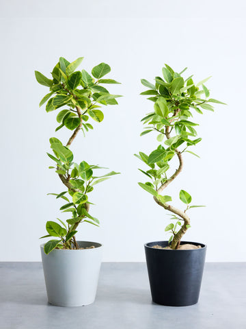 フィカス・アルテシマ らせん  XL (レザーカバー ベージュ)