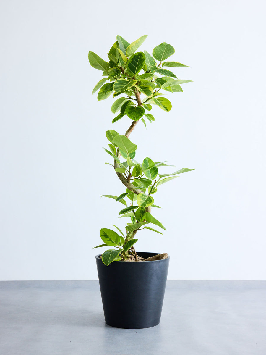 フィカス・アルテシマ 13号 | 観葉植物の通販 AND PLANTS (アンドプランツ)