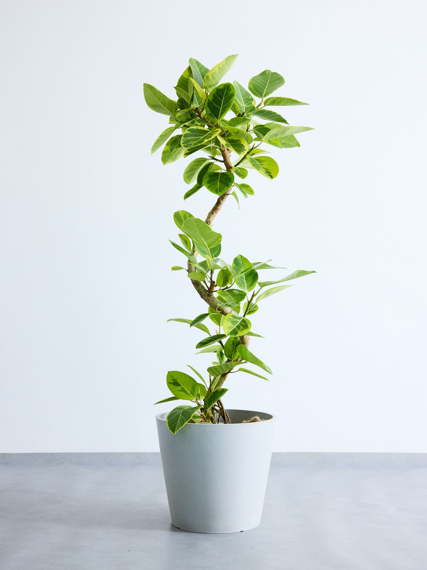 フィカス 観葉植物 観葉植物 フィカス ベンガレンシス 8号 曲り ライム ドゥオ