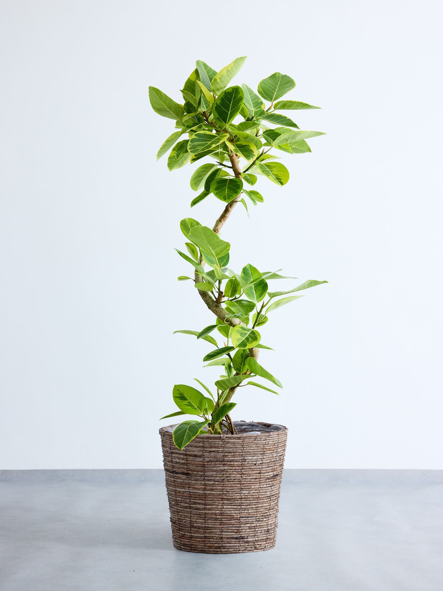 フィカス・アルテシマ らせん  XL (バナナリーフバスケット ブラウン)