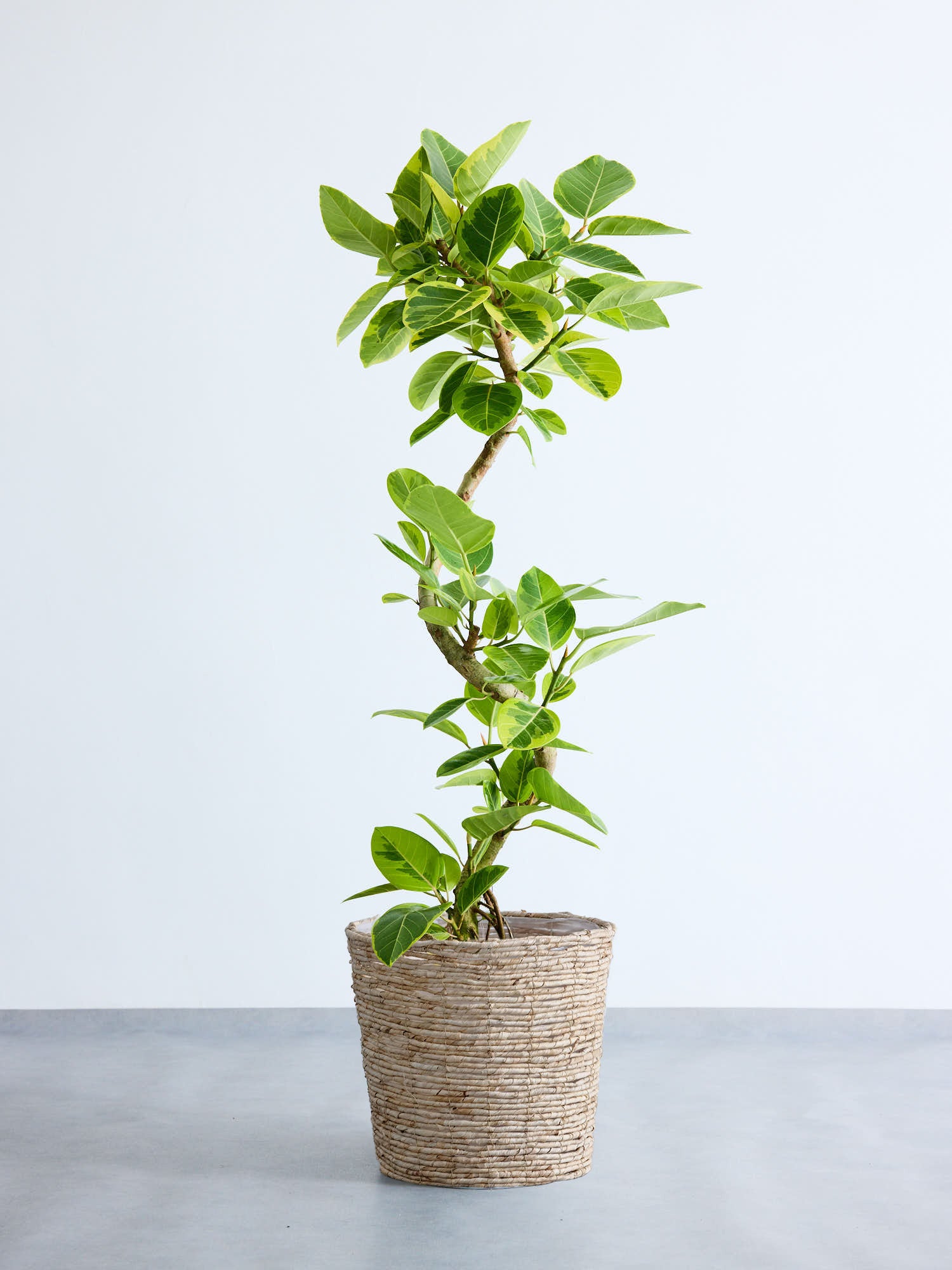 フィカス・アルテシマ らせん  XL (バナナリーフバスケット ナチュラル)