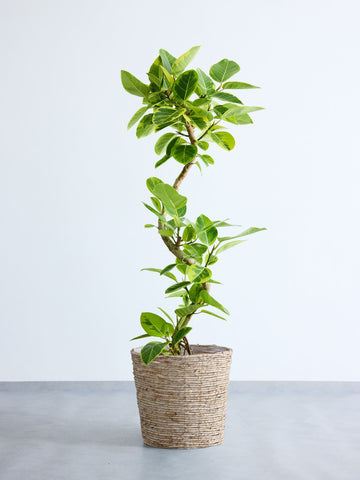 フィカス・アルテシマ らせん  XL (バナナリーフバスケット ナチュラル)