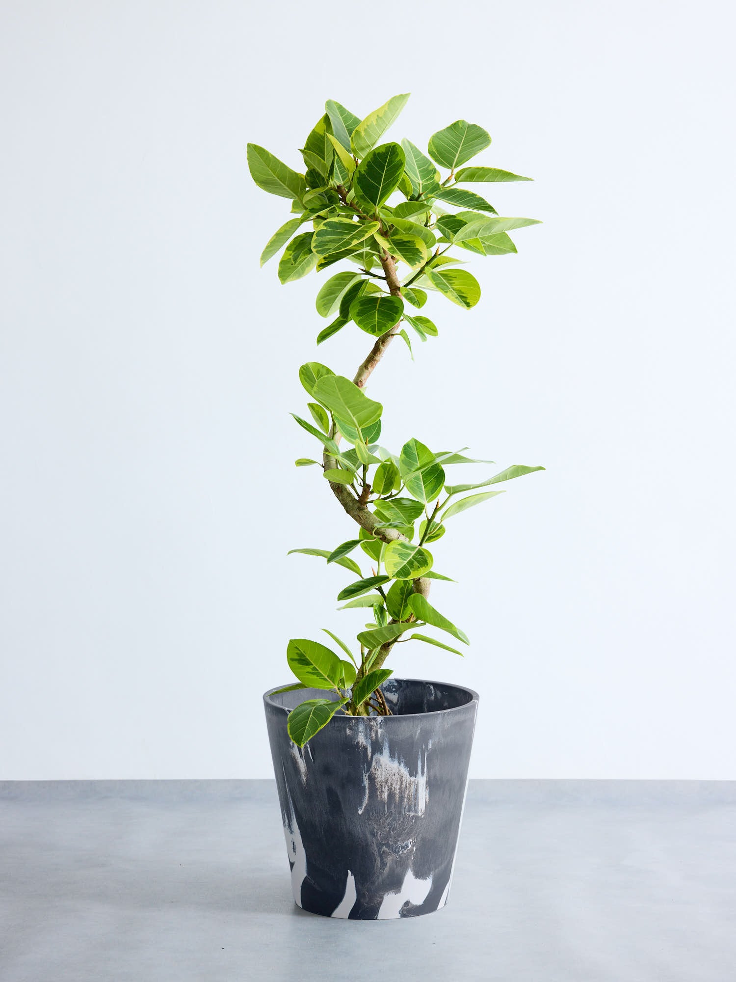 フィカス・アルテシマ らせん  XL  (樹脂ポット ブラックマーブル)