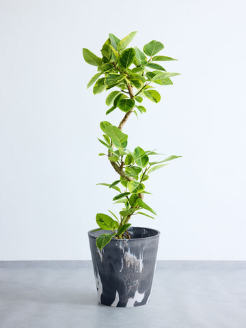 フィカス・アルテシマ らせん  XL  (樹脂ポット ブラックマーブル)