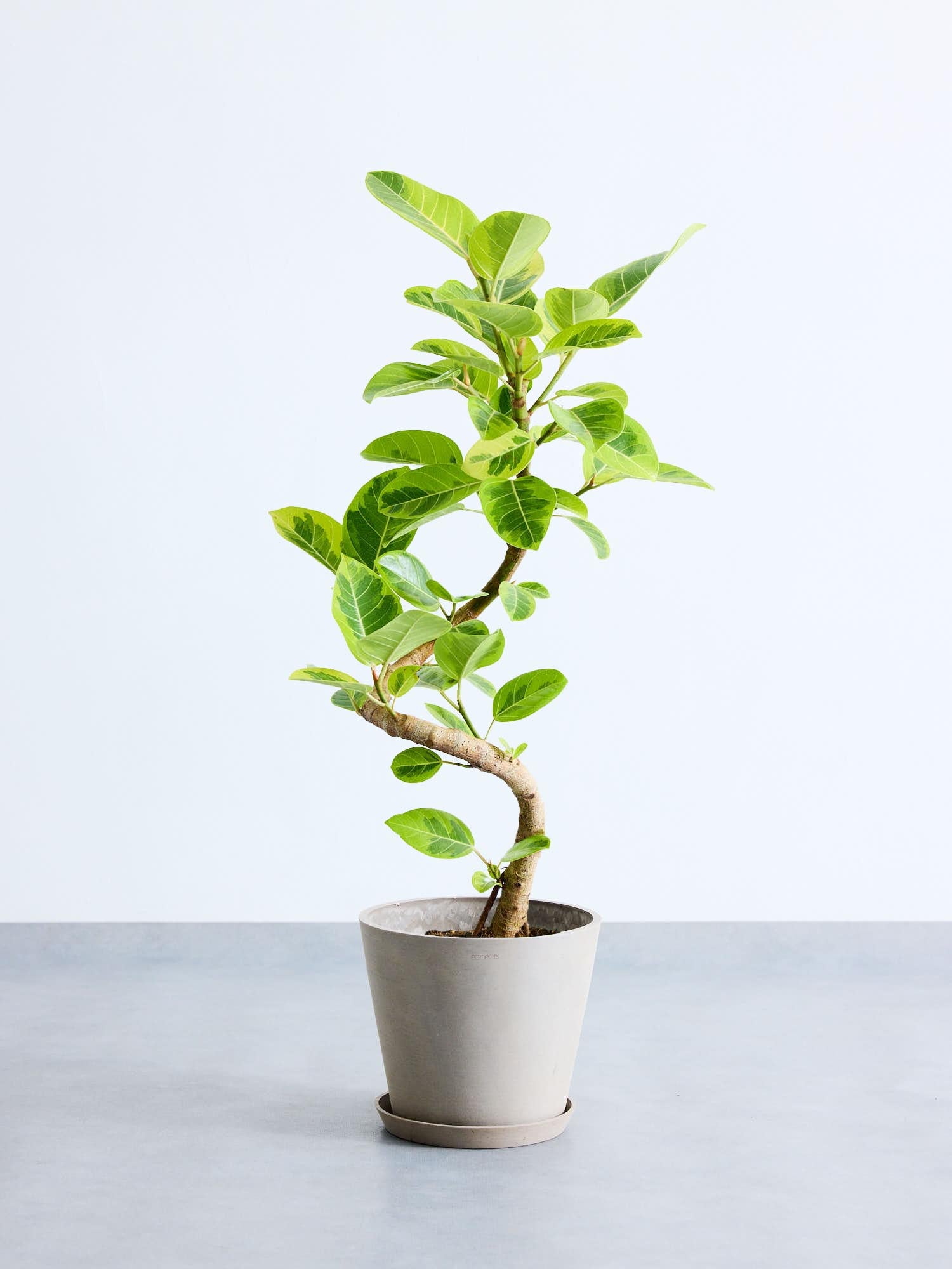 フィカス・アルテシマ らせん M〈沖縄産〉 | 観葉植物の通販 AND