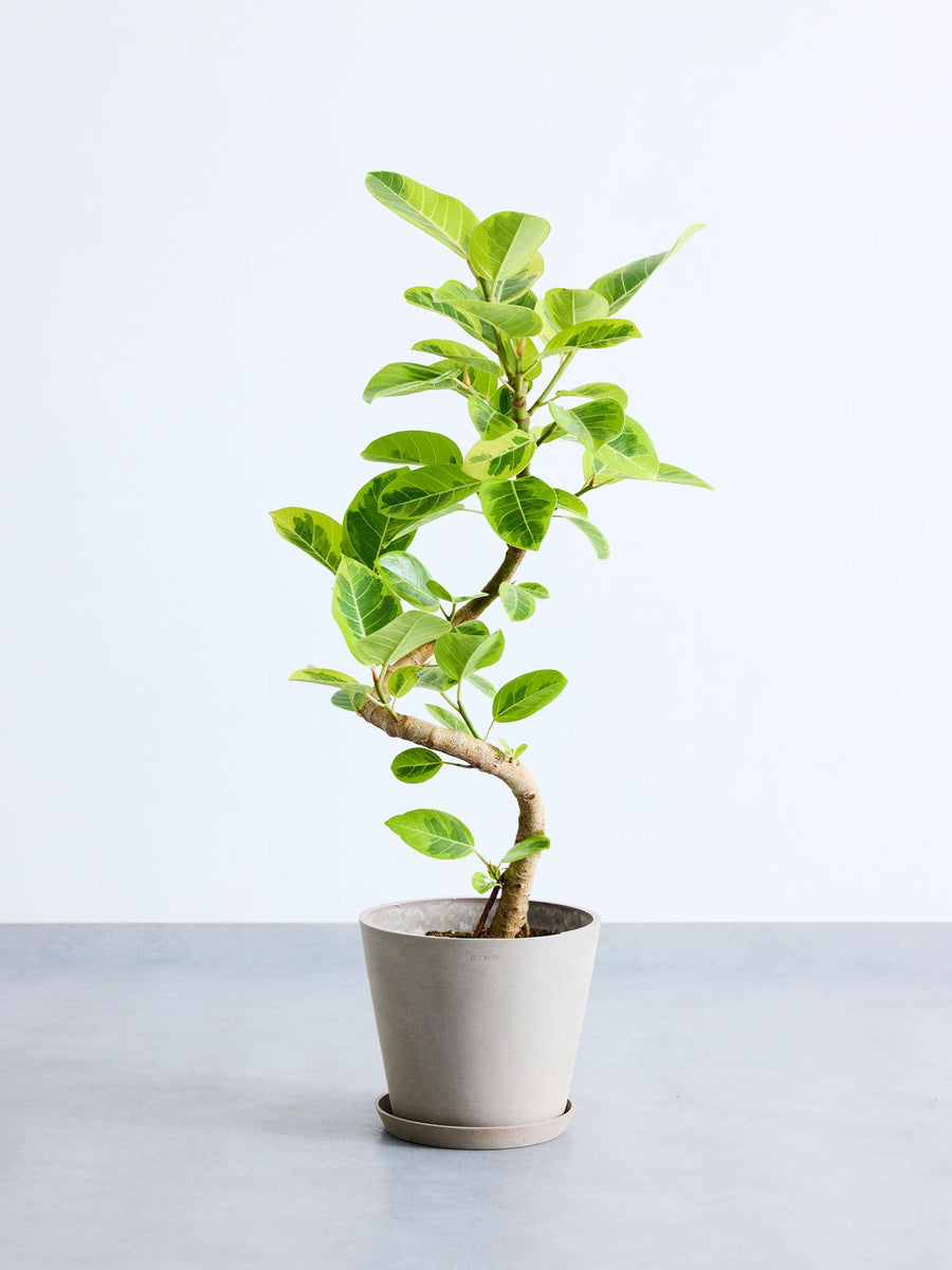 フィカス・アルテシマ 8号 | 観葉植物の通販 AND PLANTS (アンドプランツ)