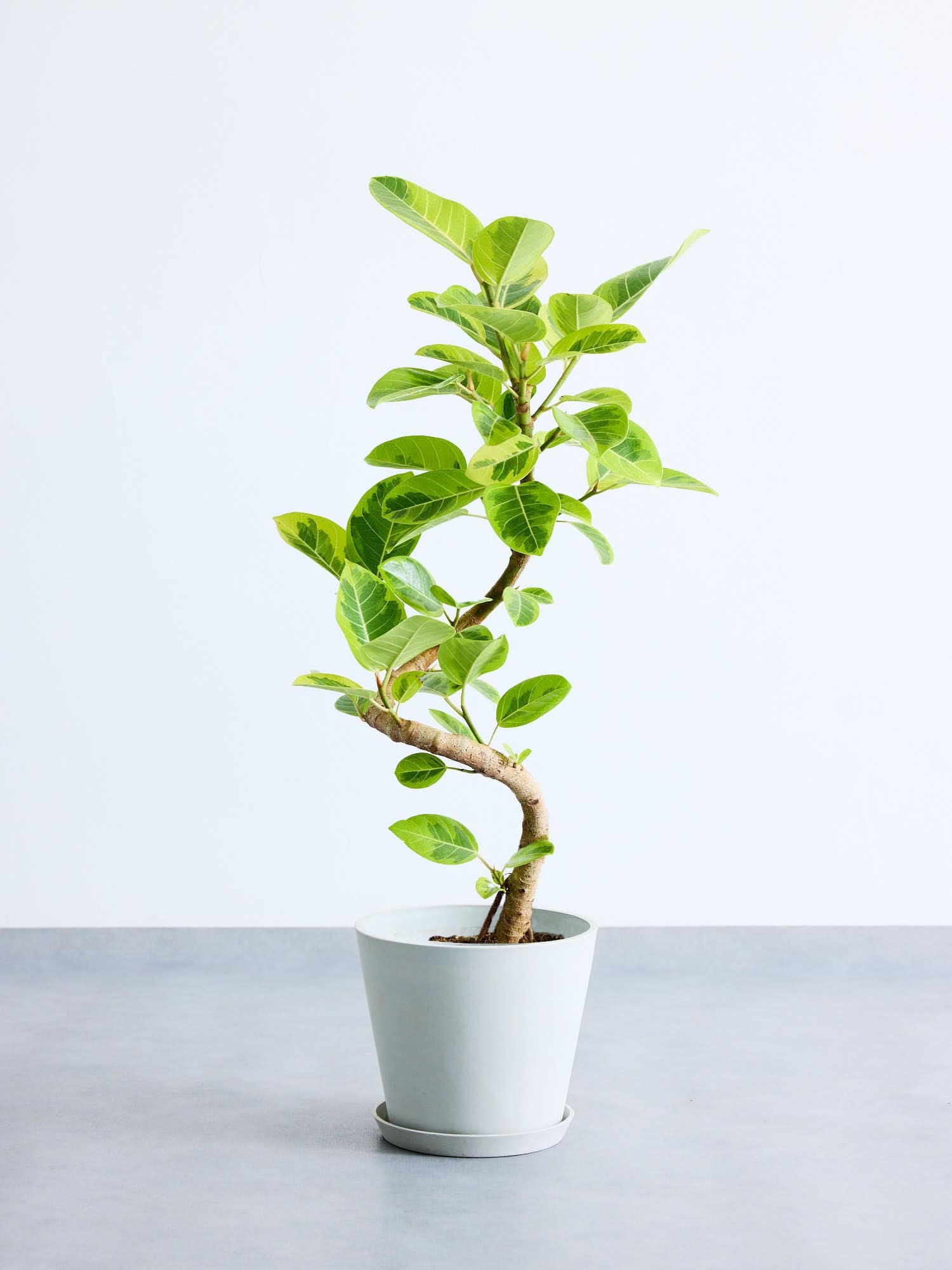 フィカス・アルテシマ らせん M〈沖縄産〉 | 観葉植物の通販 AND