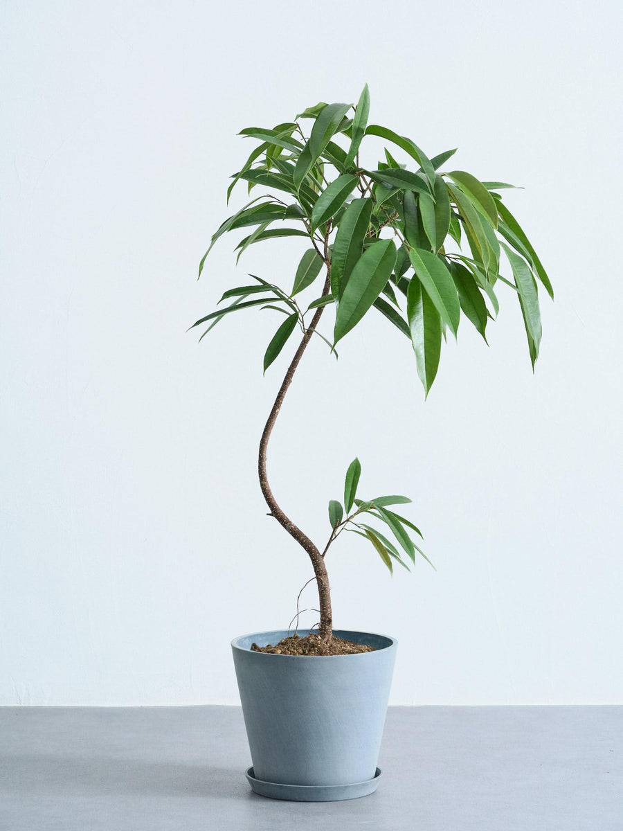フィカス・アムステルダムキング | 観葉植物の通販 AND PLANTS (アンド