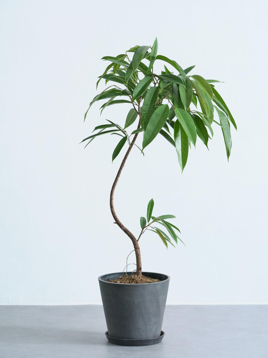 フィカス・アムステルダムキング 8号 | 観葉植物の通販 AND PLANTS