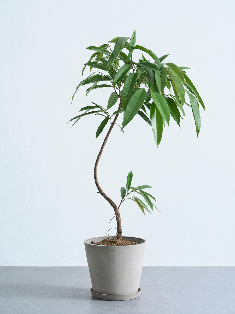 フィカス・アムステルダムキング 8号 | 観葉植物の通販 AND PLANTS