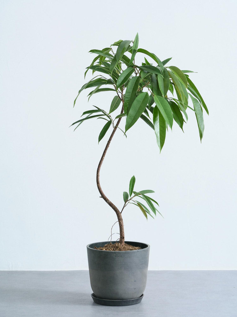 フィカス・アムステルダムキング まがり | 観葉植物の通販 AND PLANTS