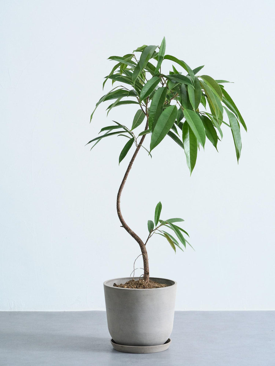 フィカス・アムステルダムキング 8号 | 観葉植物の通販 AND PLANTS